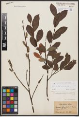 Foto von Salix aurita L. x Salix purpurea L.